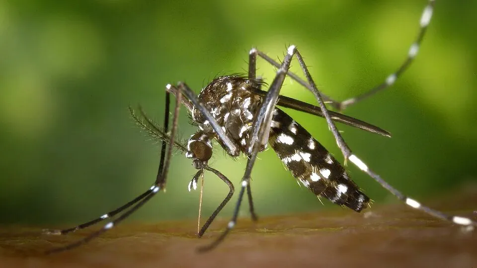 717657-50369-dengue-1