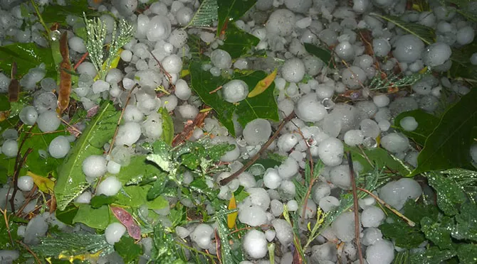 granizo frutihorticola