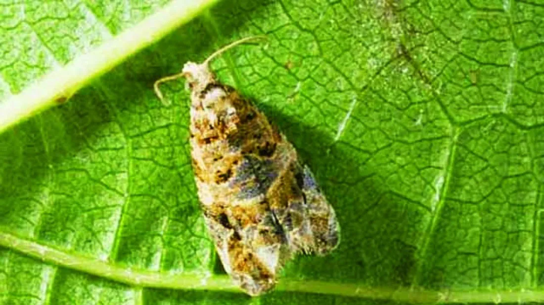 polilla-de-la-vid-para-la-2_1000_1100