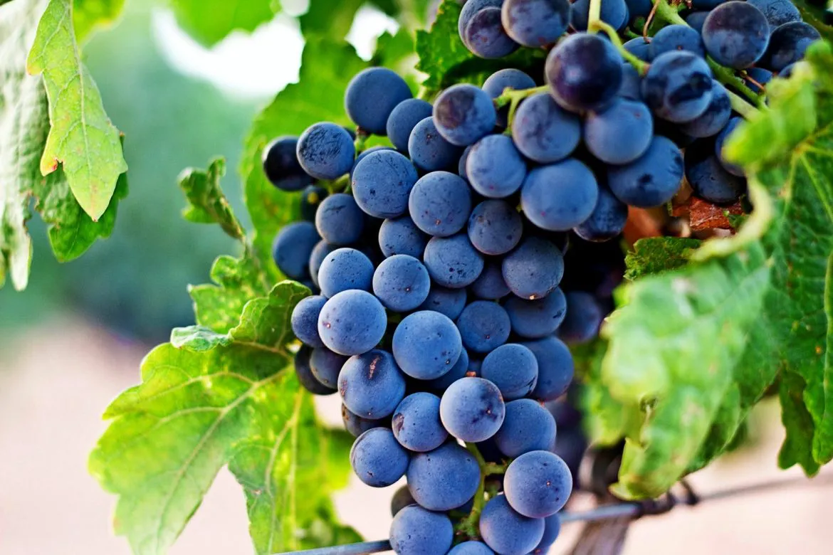 garnacha