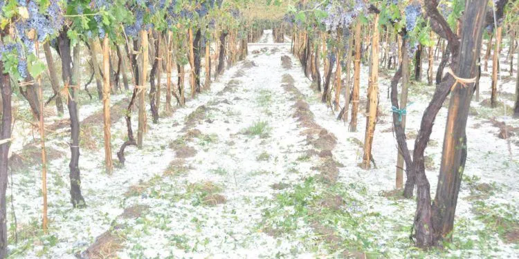 granizo-en-la-vid-750x375