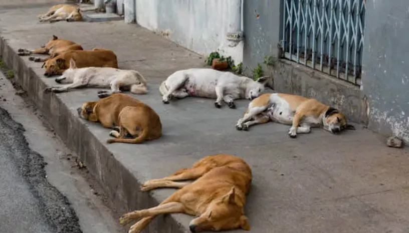 perros