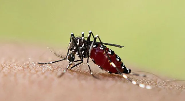 -dengue