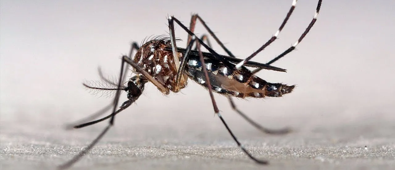 foto-aedes-e1682522619232