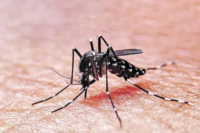 dengue-2-660x438