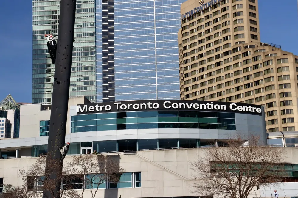 toronto (4)