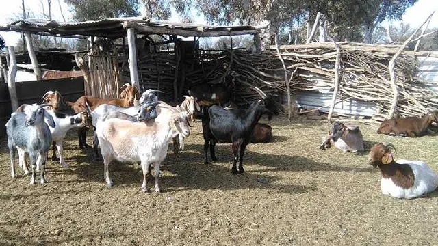 Caprina